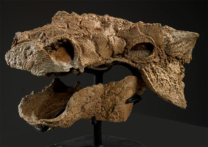Skull of zuul fossil